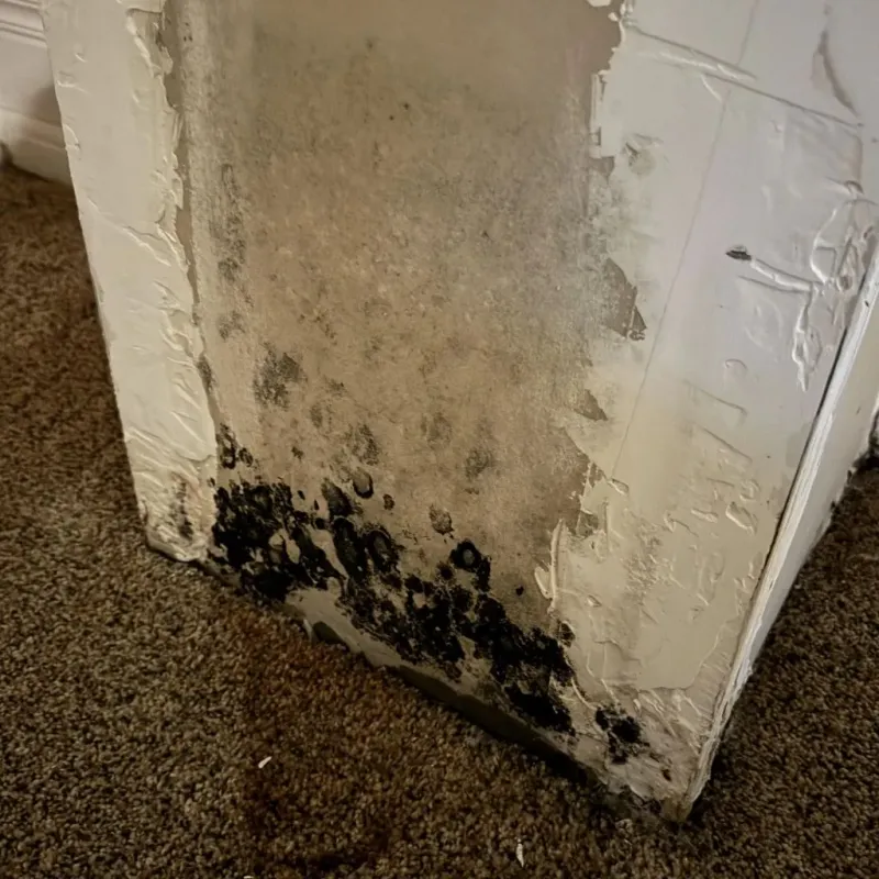 Professional Mold Removal in Newport, DE